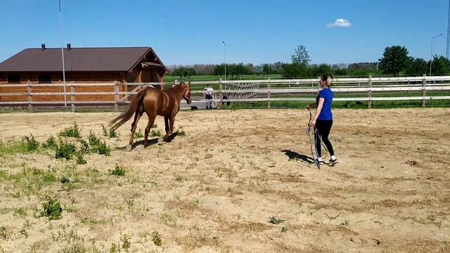 Продается донской жеребец. Воронеж смотреть онлайн