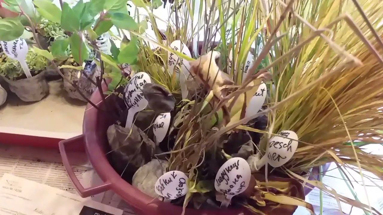 Растения из питомника Северная Флора Экспресс-обзор смотреть онлайн