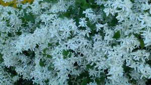 #клематис #маньчжурский #цветение / Цветёт клематис маньчжурский ( лат. clematis)