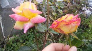 Роза Пульман Ориент Экспресс и роза Хай Мэджик их отличия