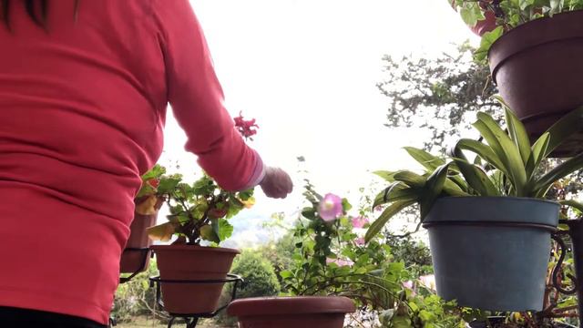 Como cuidar tus petunias para que te duren muchos meses смотреть онлайн