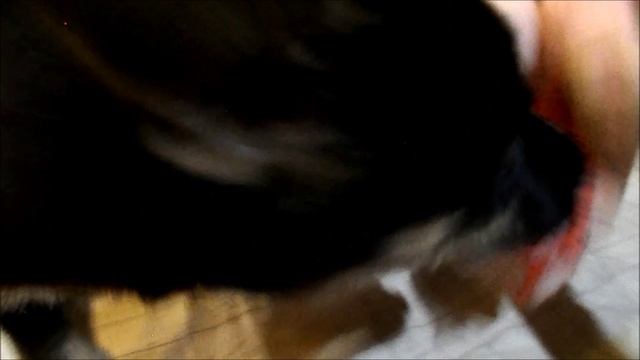 щены юстен и бестия