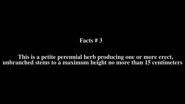 Enemion stipitatum Top # 5 Facts смотреть онлайн
