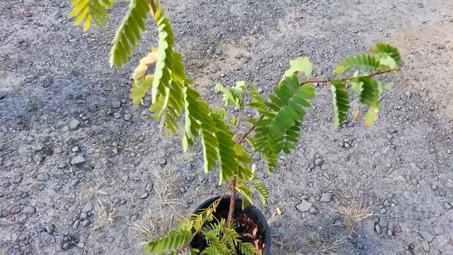 Tamarind - Tamarindus Indica - Indian Date - تمر هندي - Tamar Hindi HD 01