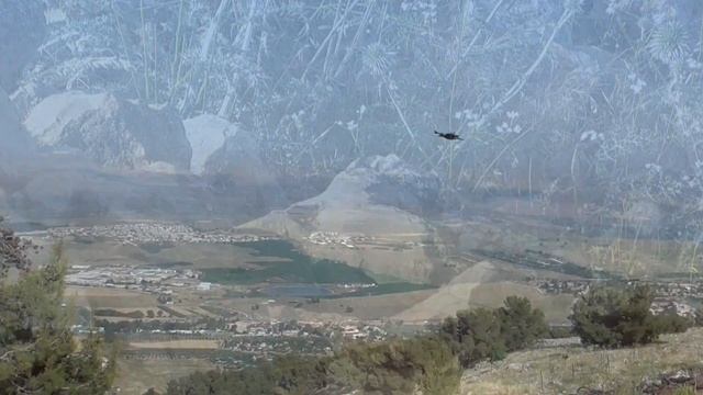 Лис отец и лисята. Новая серия про лисье семейство и мою дружбу с ними.