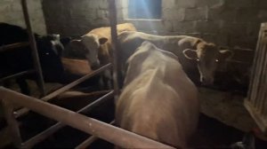 Скотный рынок Манас, покупка бычков