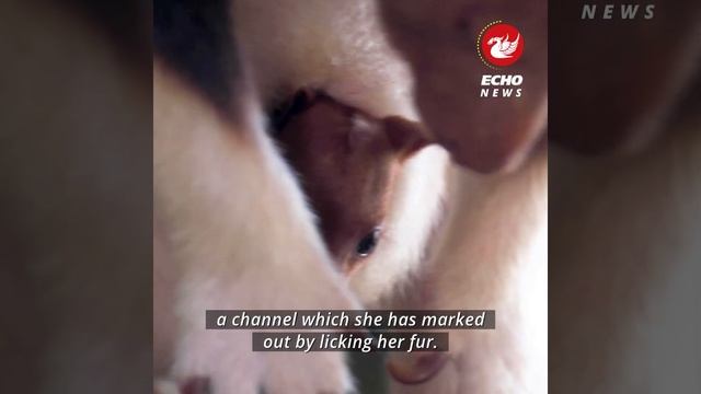 Incredible footage of rare Goodfellow's kangaroo at Chester Zoo inside pouch - @liverpoolecho смотреть онлайн