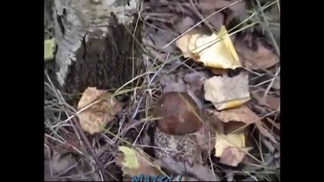 Грибы Дрожалки оранжевые. Съедобные грибы. смотреть онлайн