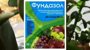 Пятна на Денежном дереве, Толстянке. Помог совет от Plant Helper. Крассула уход в домашних условиях