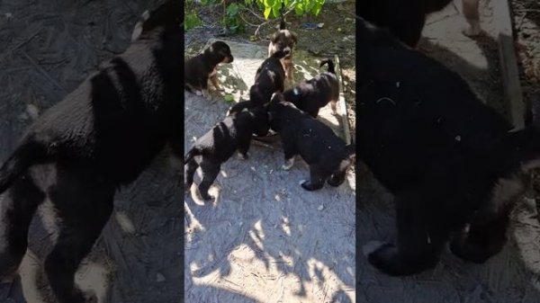 Щенята Ждут Помощь на Корм.  Щенята едят только Хлеб с молоком. Щенята Ждут Корм для собак.  Помощь