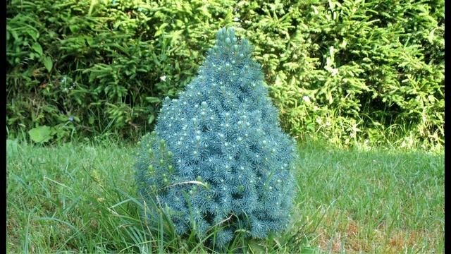 Розарий. Ленивый сад. Многолетние цветы. Живые изгороди. Хвойные для сада. смотреть онлайн