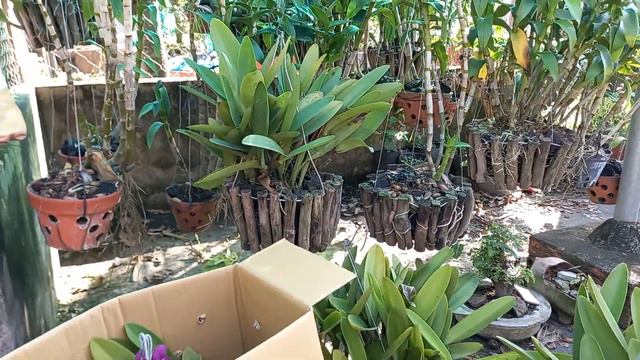 Cát lan rừng (cattleya), bao ship lần đầu thử nghiệm LH: 0365.16.15.18 смотреть онлайн