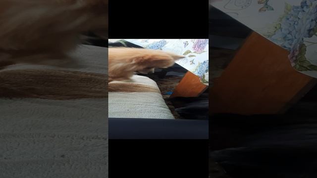 тима и чиля