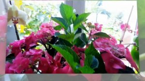 Гортензия комнатная.Уход и содержание.