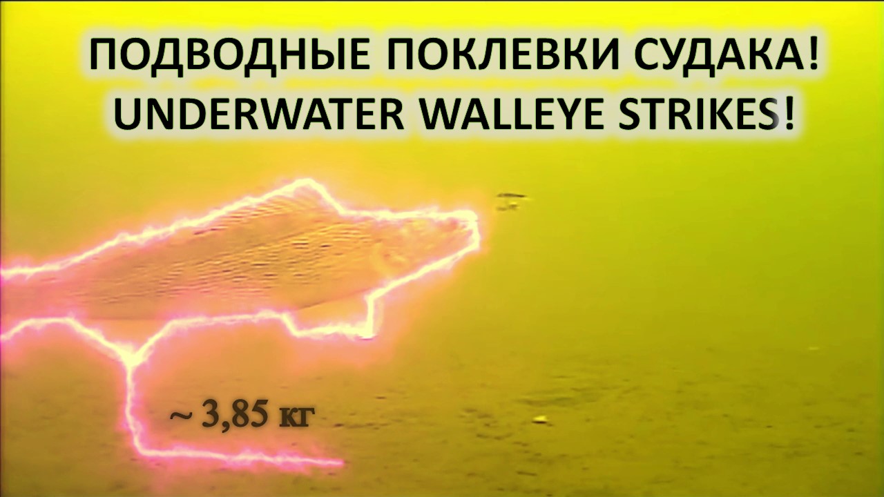 Рыбалка и охота. Подводные поклевки судака на живца. смотреть онлайн