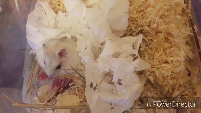 Долгожданное пополнение у песчанок и хомячков смотреть онлайн