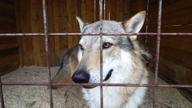 Рецепт увлекательных выходных в программе «Атлас дорог: Россия со вкусом». Часть 1 смотреть онлайн