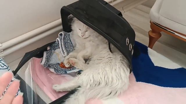 Приоделись.Волонтеры привезли из Хатая пушистика.Жизнь после землетрясения продолжается.Турция смотреть онлайн