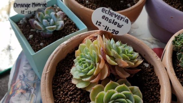 Succulent Collection | Imported Korean Succulent смотреть онлайн