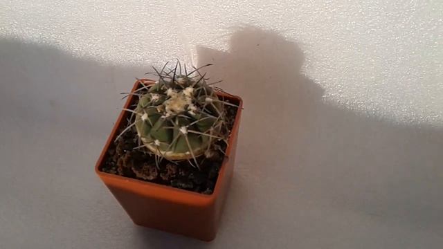 Кактус Gymnocalycium spegazzinii смотреть онлайн