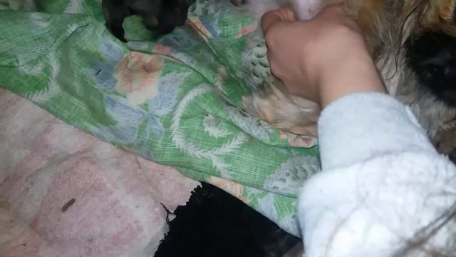 Цуценятам пекінеса 2 дні смотреть онлайн