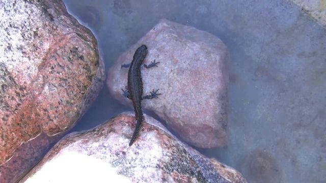 Тритон обыкновенный, обзор.