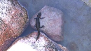 Тритон обыкновенный, обзор.