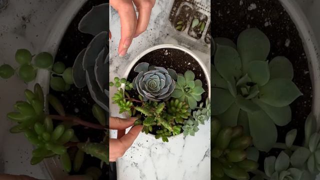 Succulent Arrangement🌵 смотреть онлайн