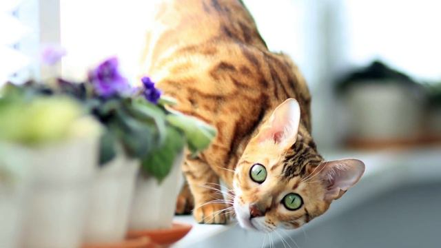 Do You Know These 6 Facts About Bengal Cats?!