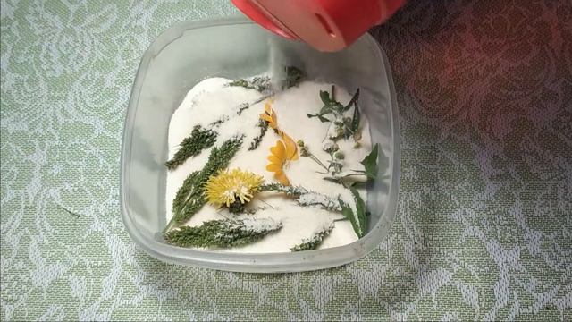 Сухоцветы | как сушить цветы?! | как хранить?! смотреть онлайн