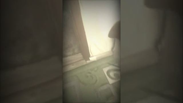 Май любимый щенки немецкий шпиц 😍😍 смотреть онлайн