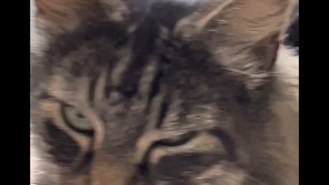 Listen to his strange meows смотреть онлайн