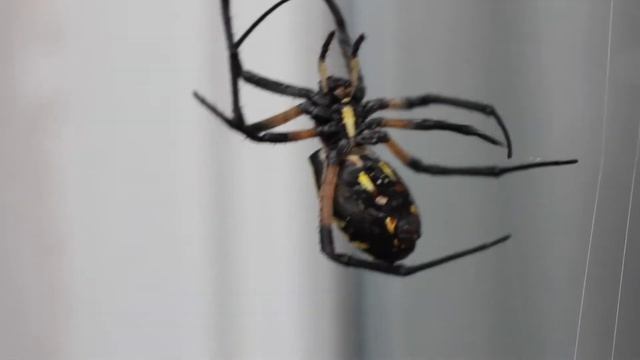 Black & Yellow Argiope Spider (Hawkeye Spider, Yellow Garden Spider, Steeler Spider, ZigZag Spider) смотреть онлайн