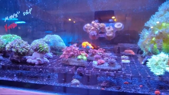 リミテッドショップマン海水編！新入荷オススメ個体ご紹介！！ смотреть онлайн