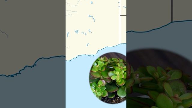 Огромная польза денежного дерева в вашем доме ? #хитсад #hitsad смотреть онлайн