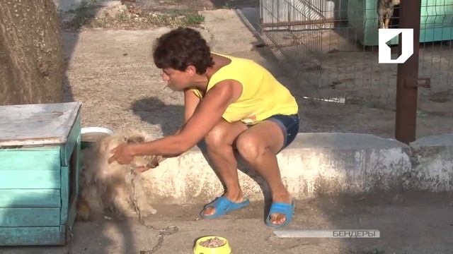 Бездомные животные тоже имеют право на праздник смотреть онлайн