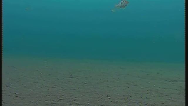 Подводная видеокамера. Большой комплект. Ташкуль 6 м. смотреть онлайн
