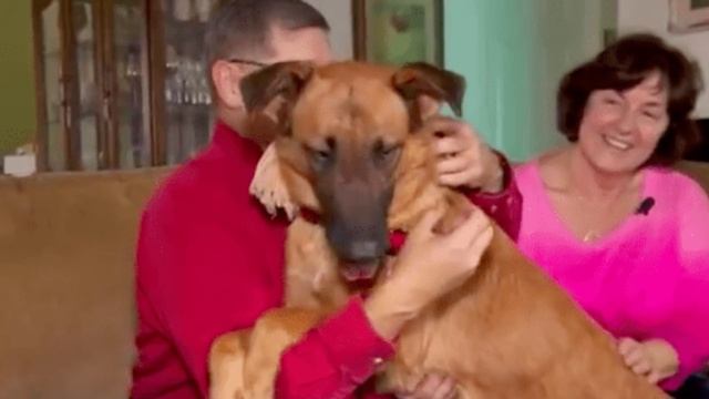 Этот пес каждую ночь садился у кровати хозяев, не смыкая глаз. То что они узнали потом, тронуло все смотреть онлайн