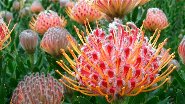 Строптивая Протея и горшок мёда Посейдона смотреть онлайн