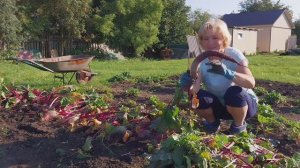 Живу одна в деревне/Убрала свёклу/Огород пустеет/