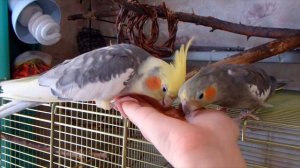 Приручение попугая кореллы Бони.