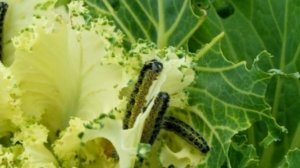 Табачная пыль защитит ваш огород!!