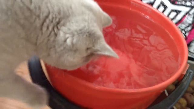 Лето | Сима на даче смотреть онлайн