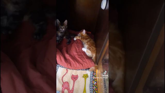 Котята Мейн-кун смотреть онлайн