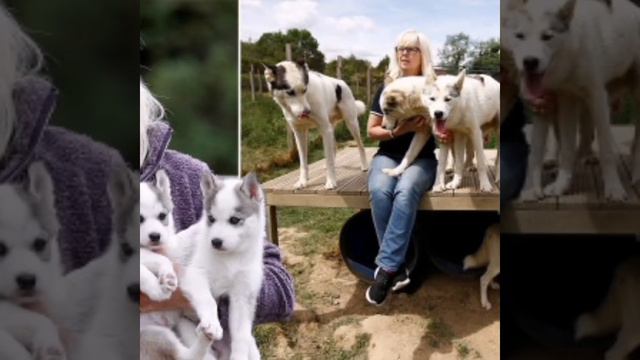 Записки заводчика №1 смотреть онлайн