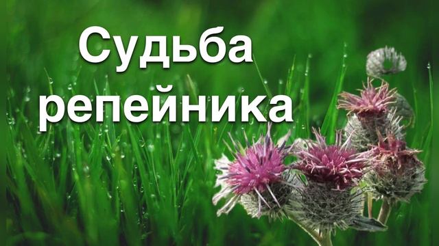 «Судьба репейника». «Как ветер поменял вывески». 13 июля 2024 г. смотреть онлайн