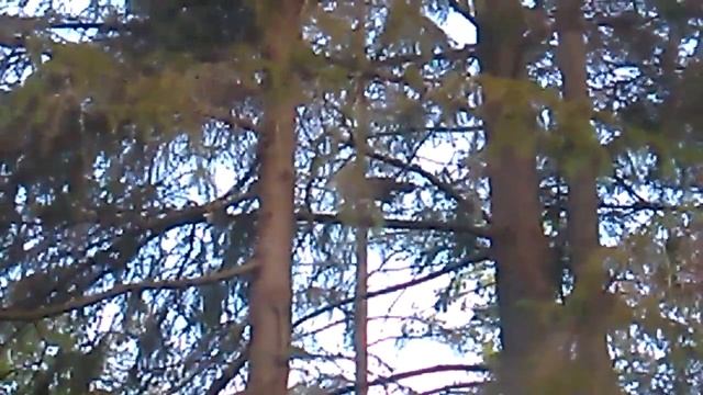 Ястреб и глухарь смотреть онлайн