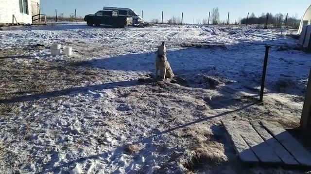 Еле вышла в 11часов кормить коз. Не заводите хаски. У коровы. смотреть онлайн