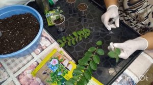 Лагерстремия в саду. Размножение черенками. Lagerstroemia