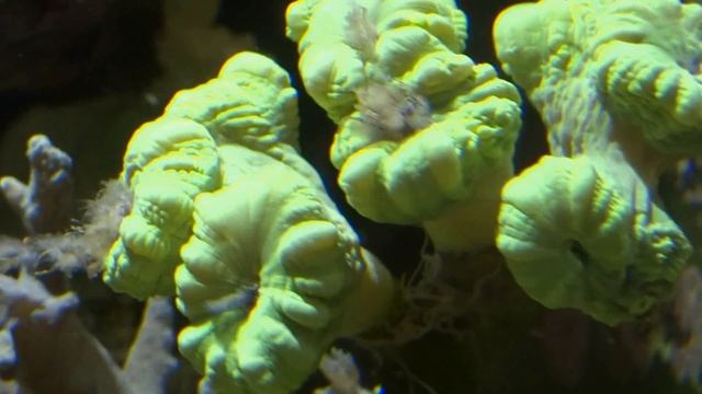 Ночное кормление кораллов и как это необходимо делать! смотреть онлайн